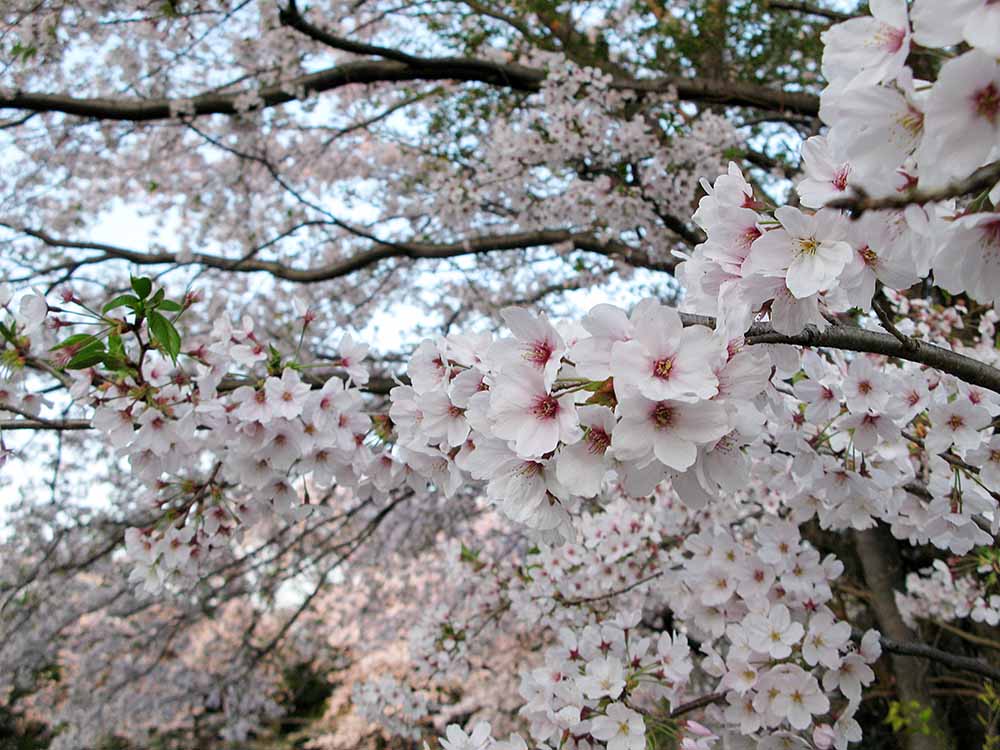 f:id:Etsuro1:20200328113138j:plain f:id:Etsuro1:20200328113138j:plain