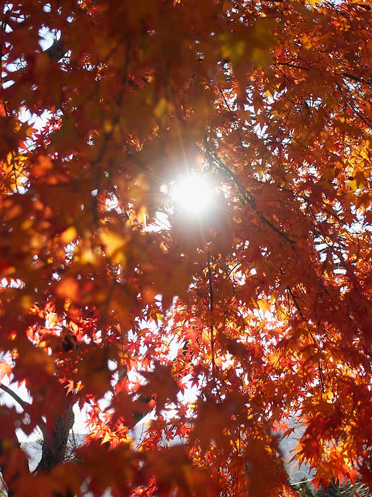 f:id:Etsuro1:20201209180534j:plain