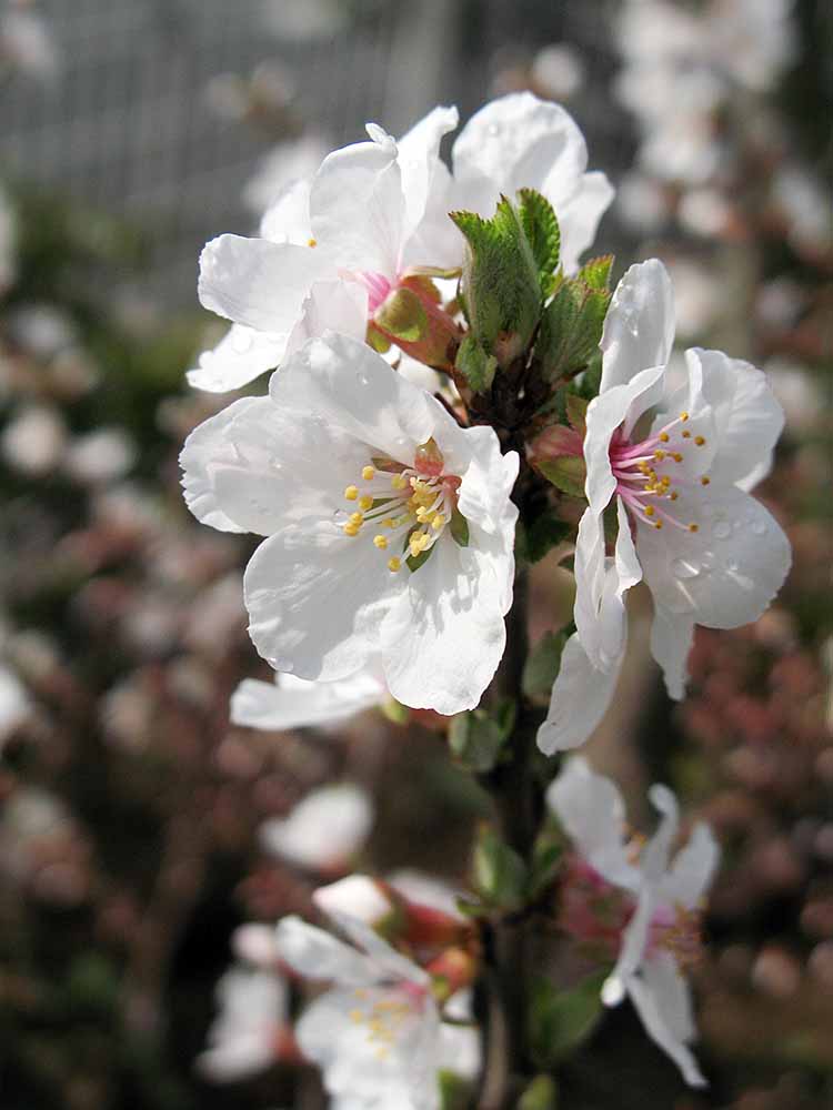 f:id:Etsuro1:20210323114940j:plain