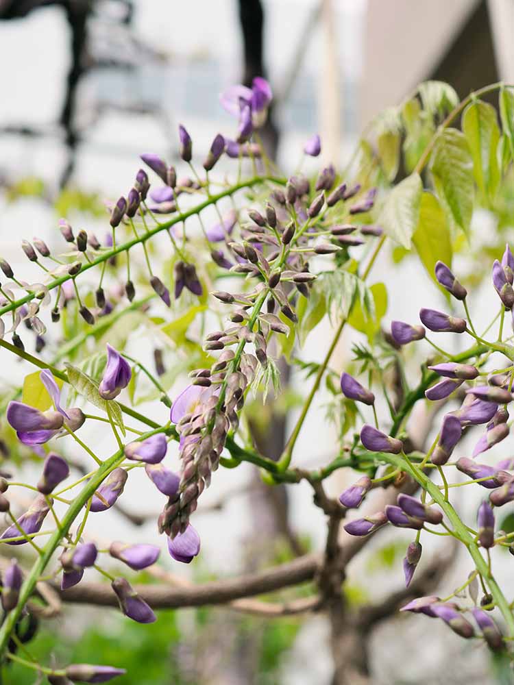 藤の花 廃墟と藤 by aki0029 （ID：8631537） - 写真共有サイト:PHOTOHITO