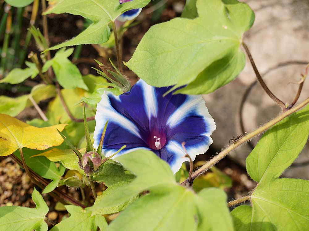 f:id:Etsuro1:20210816103022j:plain
