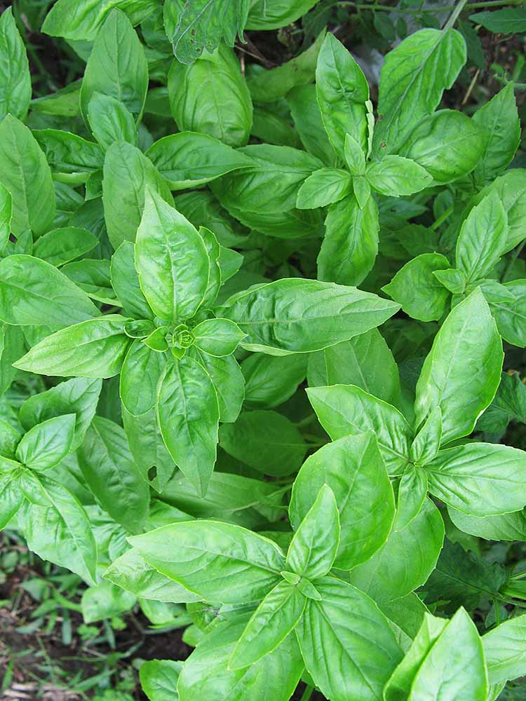 f:id:Etsuro1:20210817125051j:plain