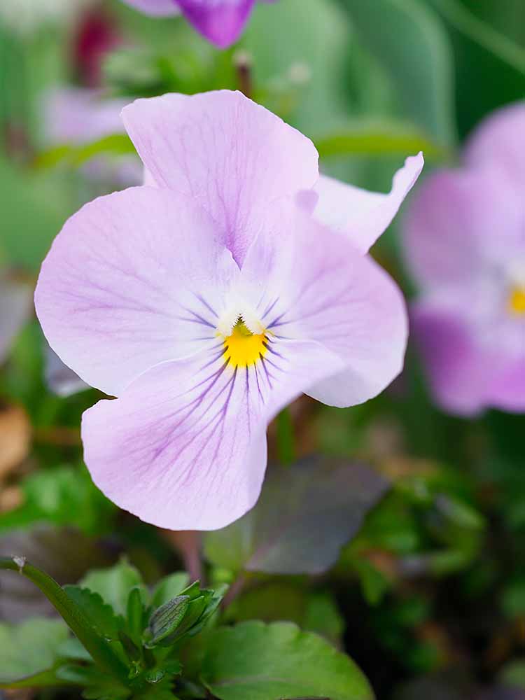 f:id:Etsuro1:20220322093521j:plain