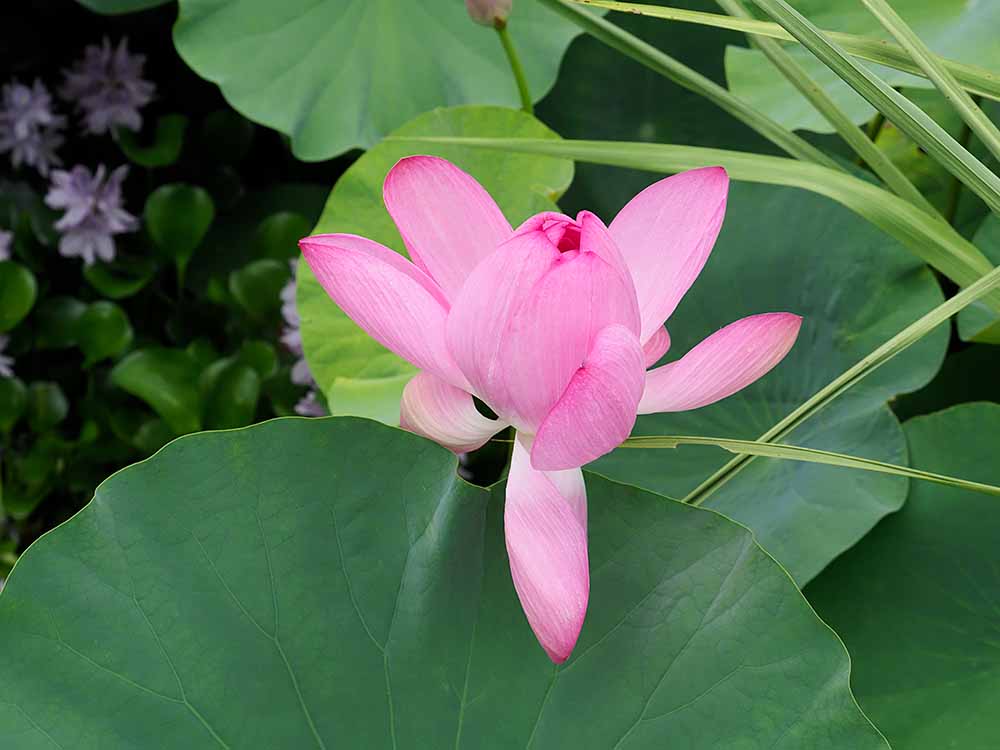 大磯で蓮の花を見た - Etsuro1のブログ
