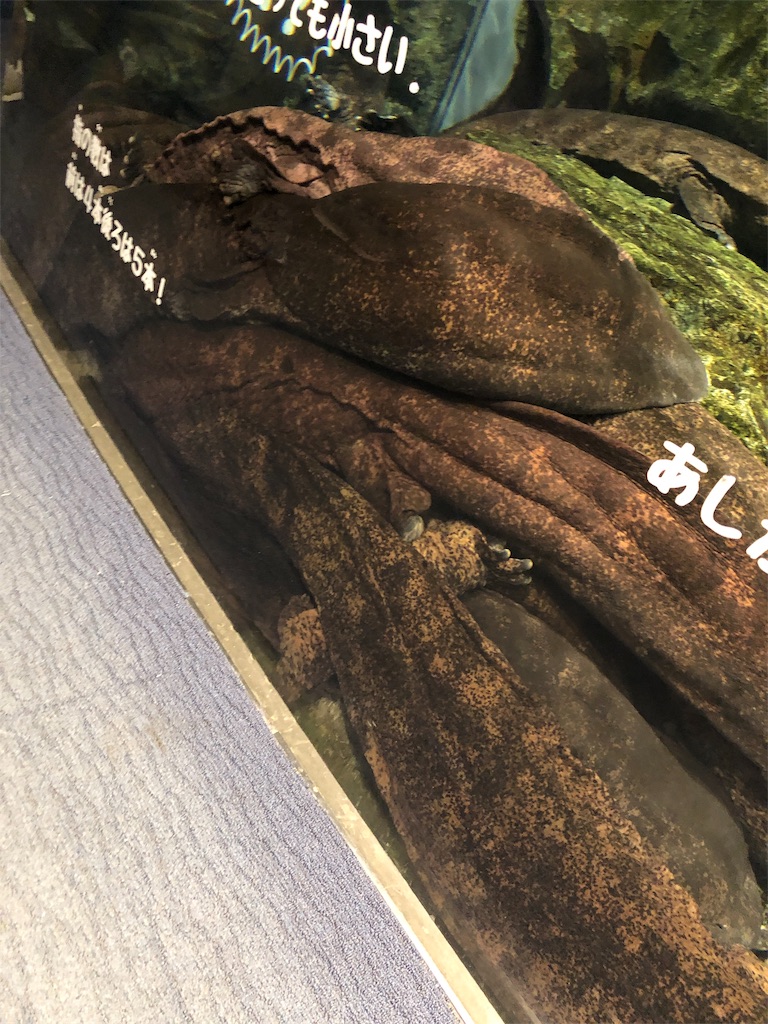 f:id:Euvicc:20190331215731j:image