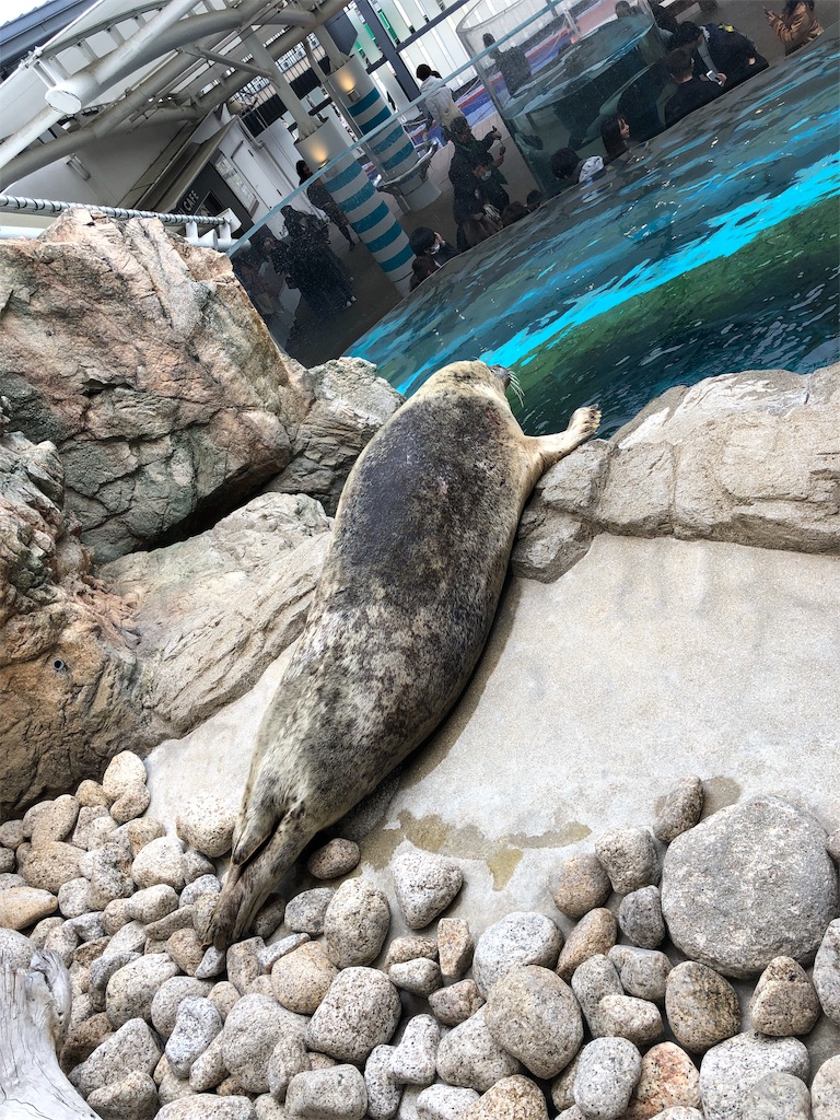 f:id:Euvicc:20190331220048j:image