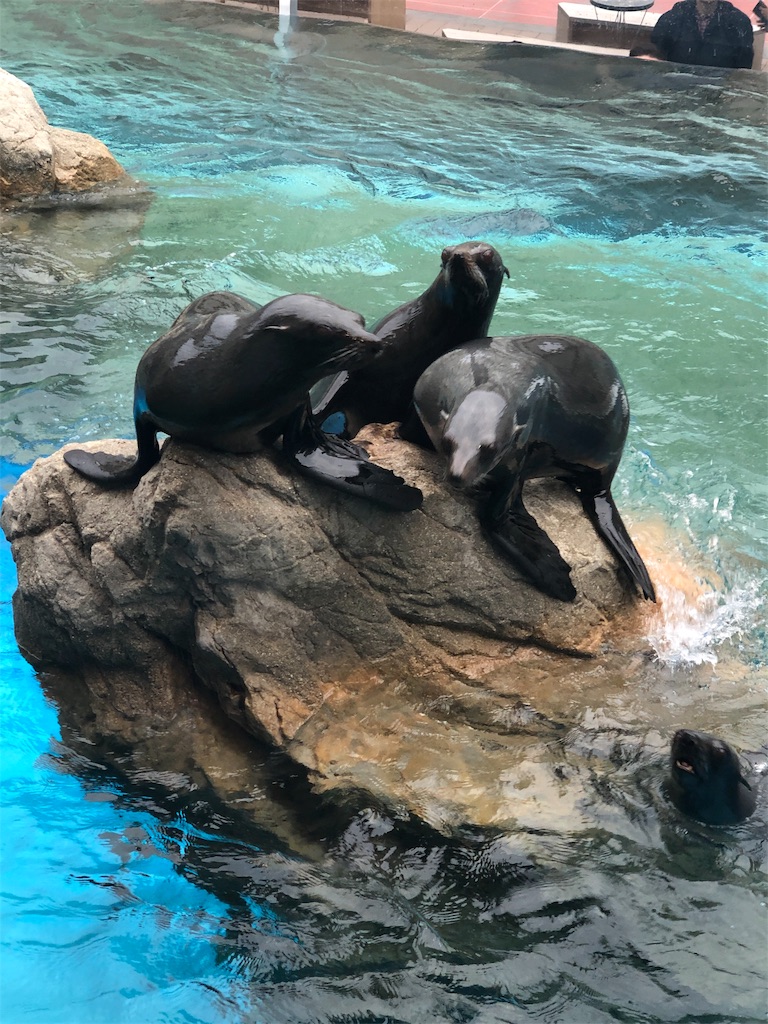 f:id:Euvicc:20190331220054j:image