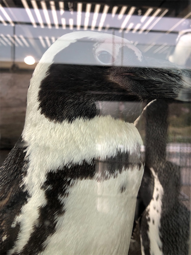 f:id:Euvicc:20190331220749j:image