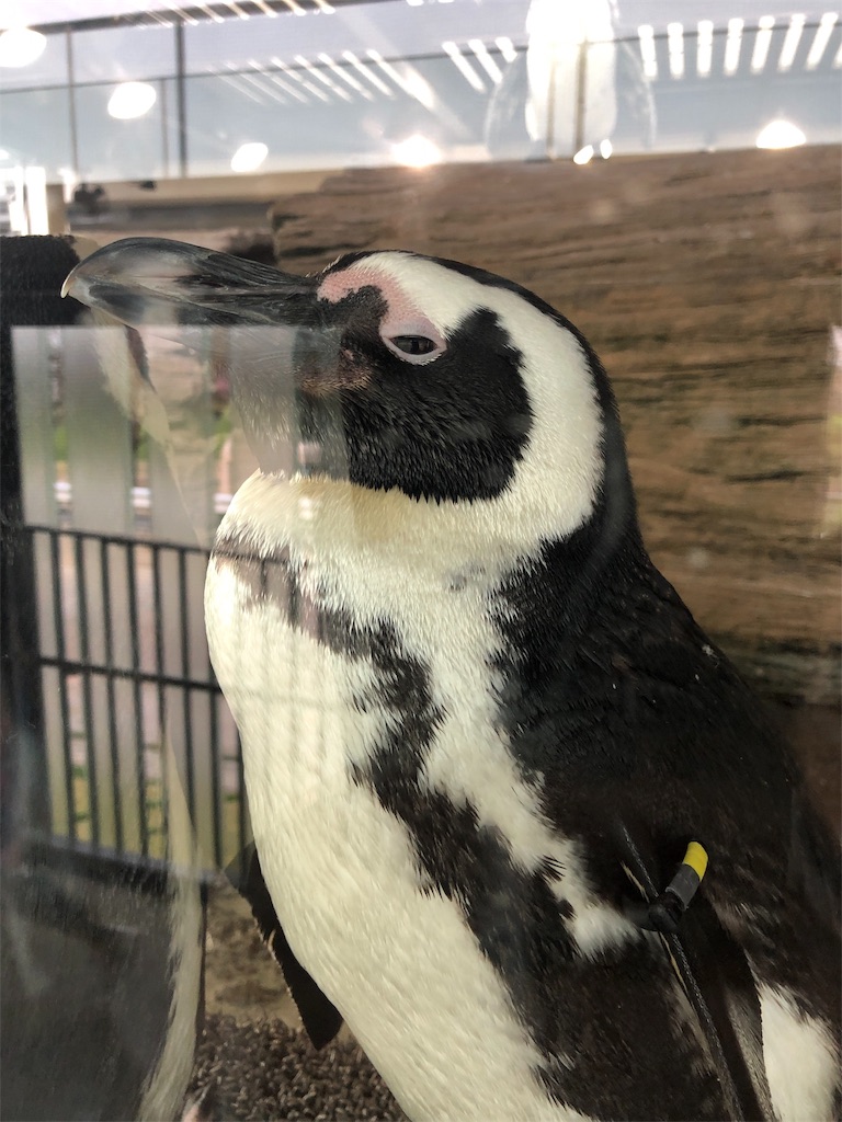 f:id:Euvicc:20190331220755j:image