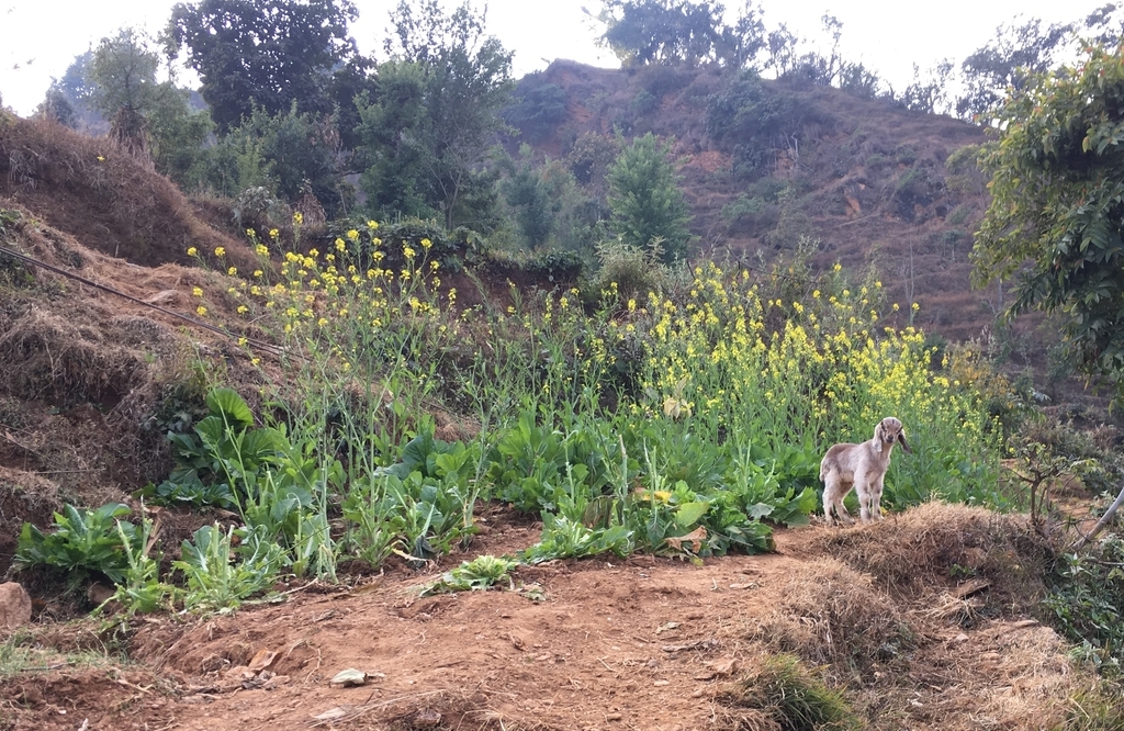 f:id:Everestbiu:20190312171953j:plain f:id:Everestbiu:20190312171953j:plain