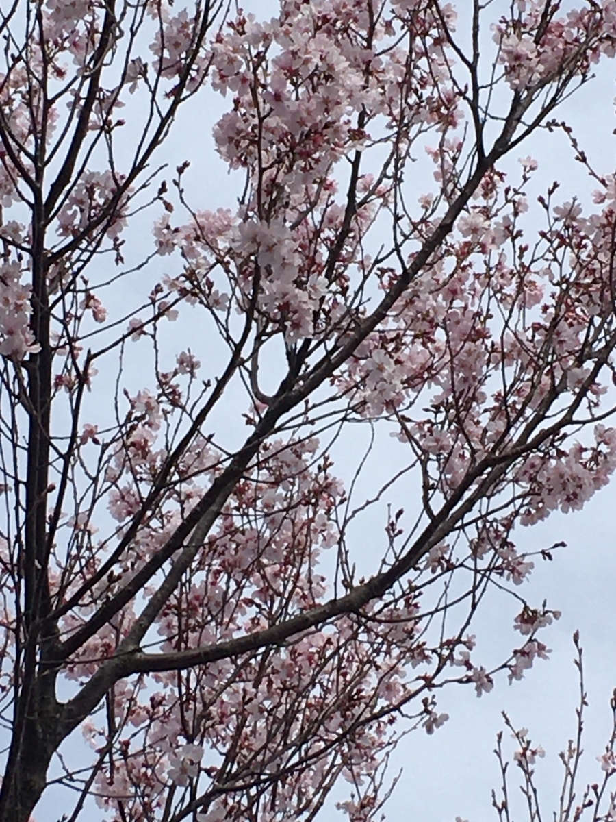 f:id:Everlasting_Journey:20200323225928j:plain