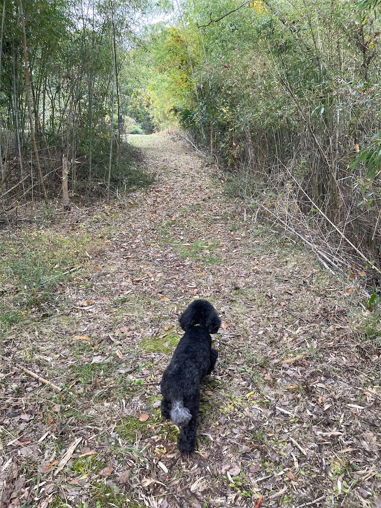 f:id:F-Garage:20211123143430j:image