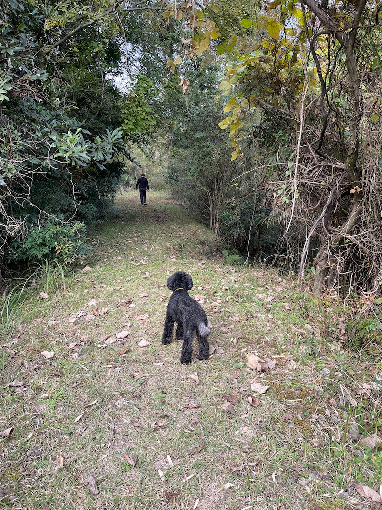 f:id:F-Garage:20211123143502j:plain