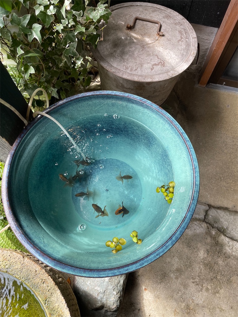 f:id:F-Garage:20220203214027j:plain