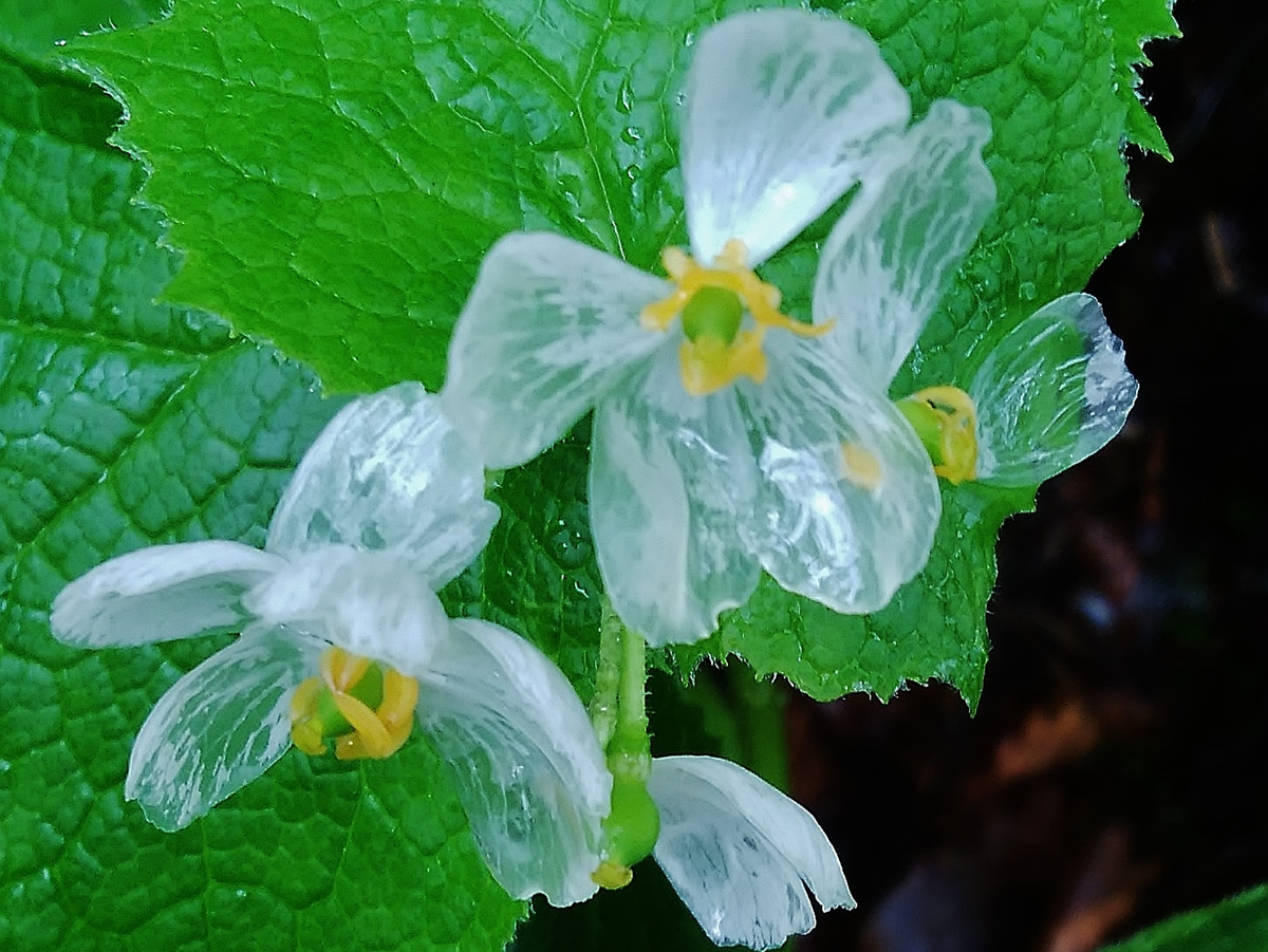 f:id:F-Garage:20220314224007j:plain