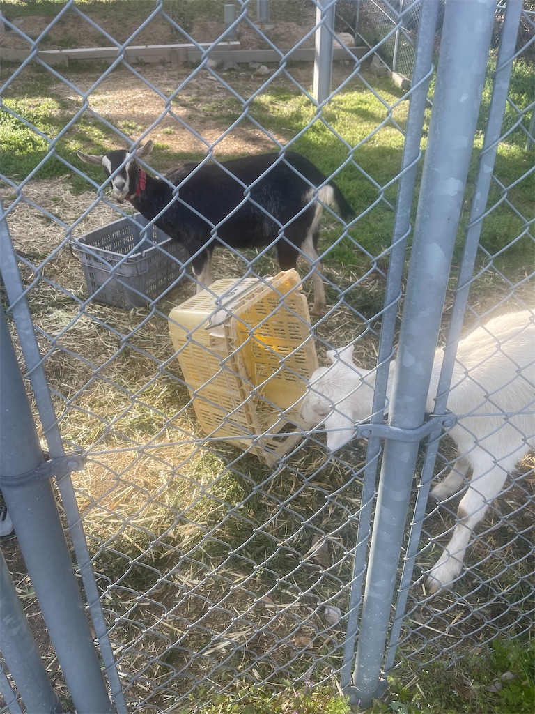 f:id:F-Garage:20220403094959j:image