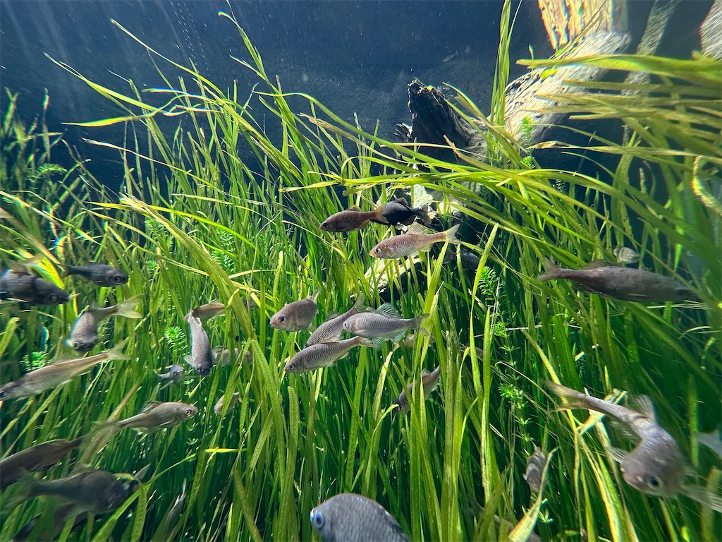 f:id:F-Garage:20240908094151j:image