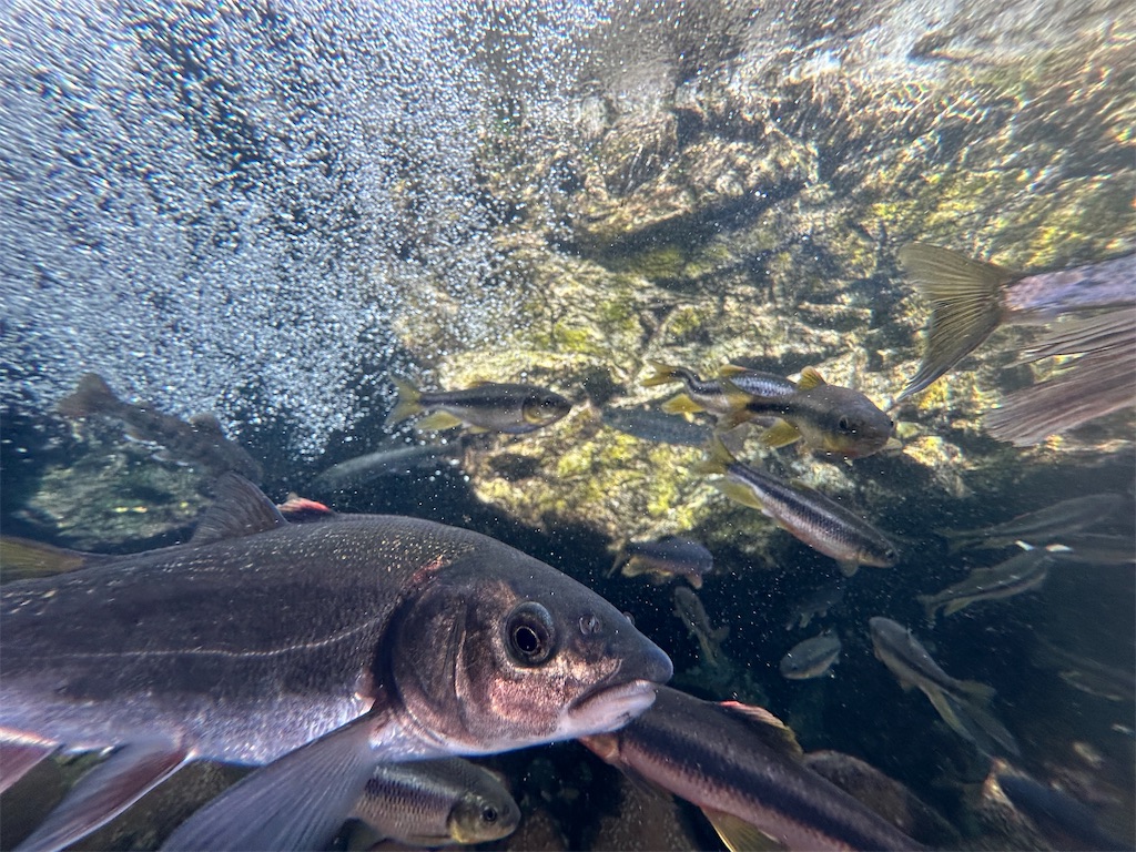 f:id:F-Garage:20240908094224j:image