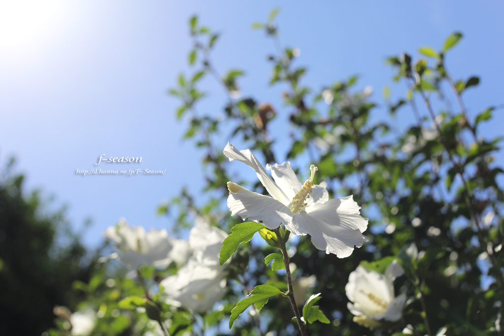 都窪郡早島町の風景写真 - The hibiscus of sunlight