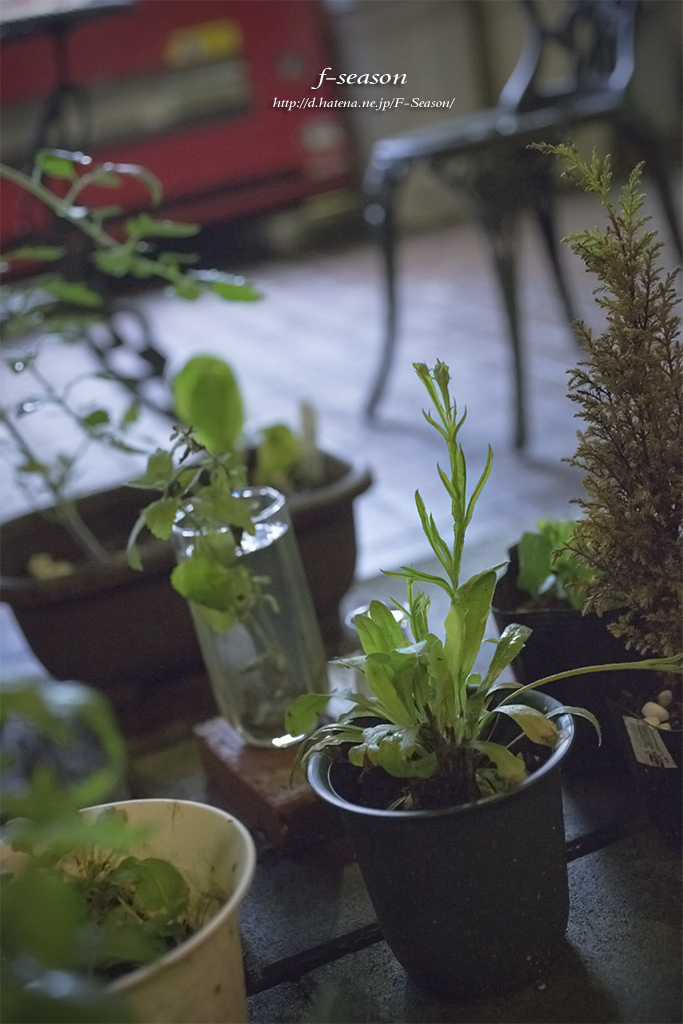 岡山市北区表町の風景写真 - Foliage plant