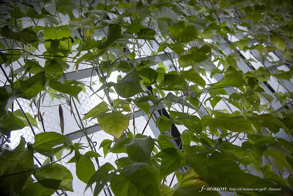 岡山市北区岩田町の風景写真 - A Morning glory