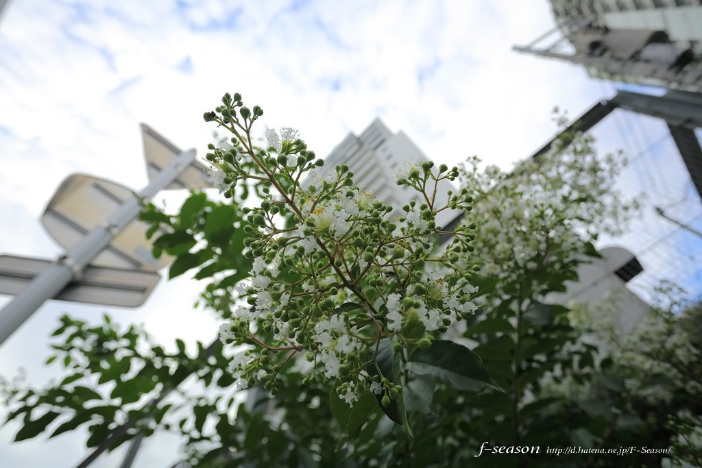 岡山市北区表町の風景写真 - The flower of a thicket