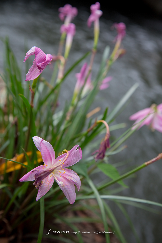 岡山市北区駅前町の風景写真 - The flower which withers and dies