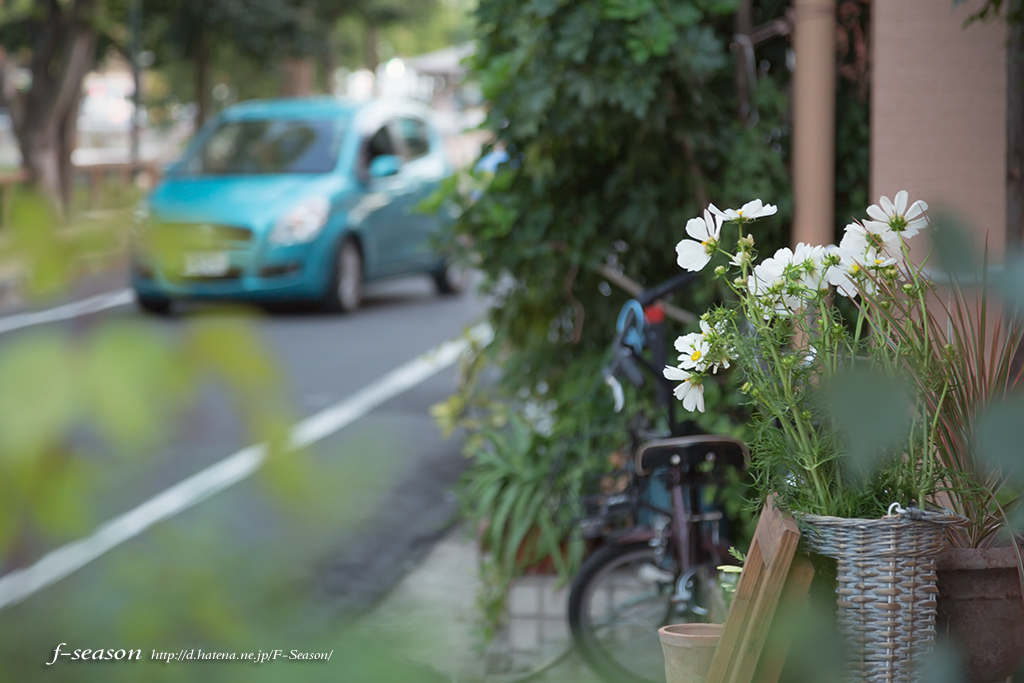 岡山市北区幸町の風景写真 - The flower of cosmos