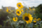 岡山市中区桑野の風景写真 - Sunflower