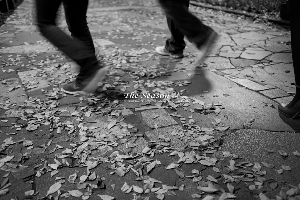 岡山市北区平和町の風景写真 - Fallen leaves of a park