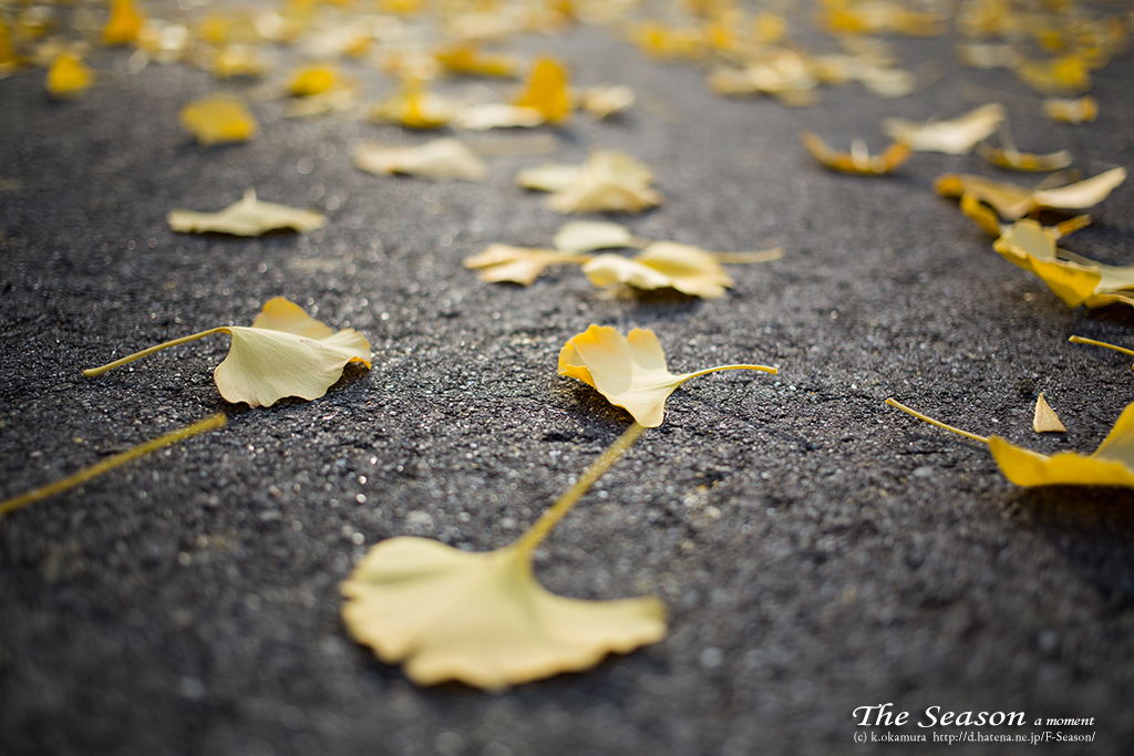 赤磐市中島の風景写真 - The leaf of a ginkgo tree