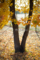 赤磐市桜が丘の風景写真 - Platanus