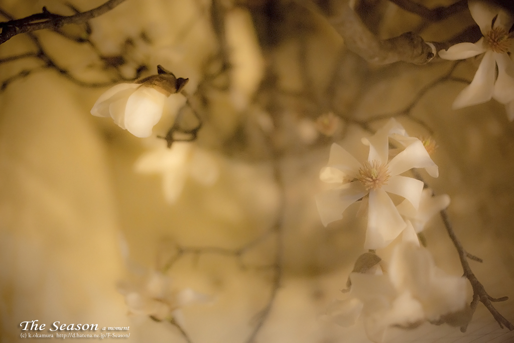 岡山市北区幸町の風景写真 - Magnolia kobus?