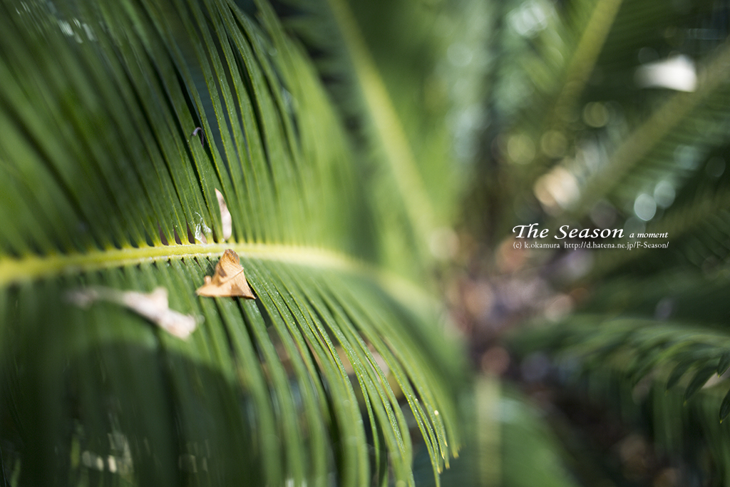 岡山市中区円山の風景写真 - Cycad