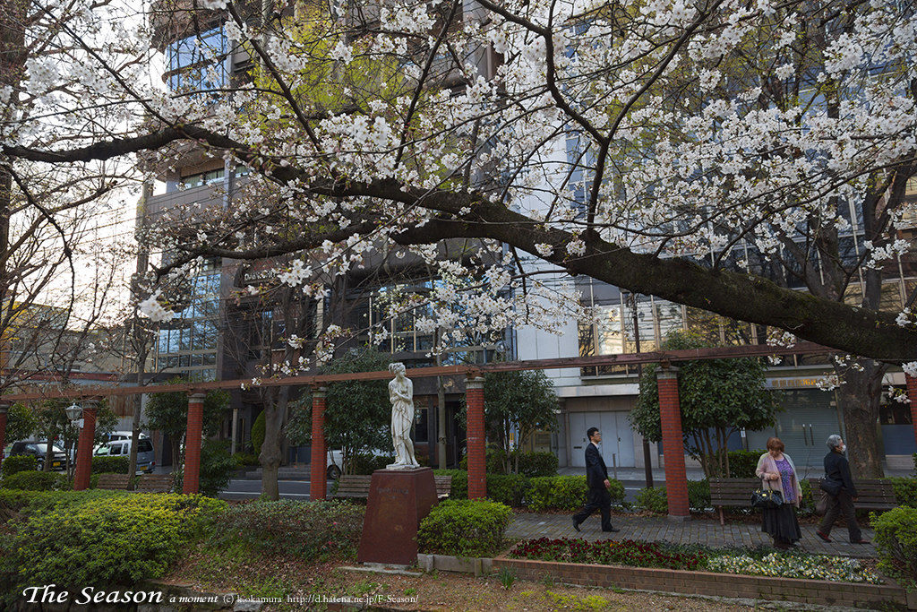 岡山市北区野田屋町の風景写真 - Landscape of Cherry Blossoms