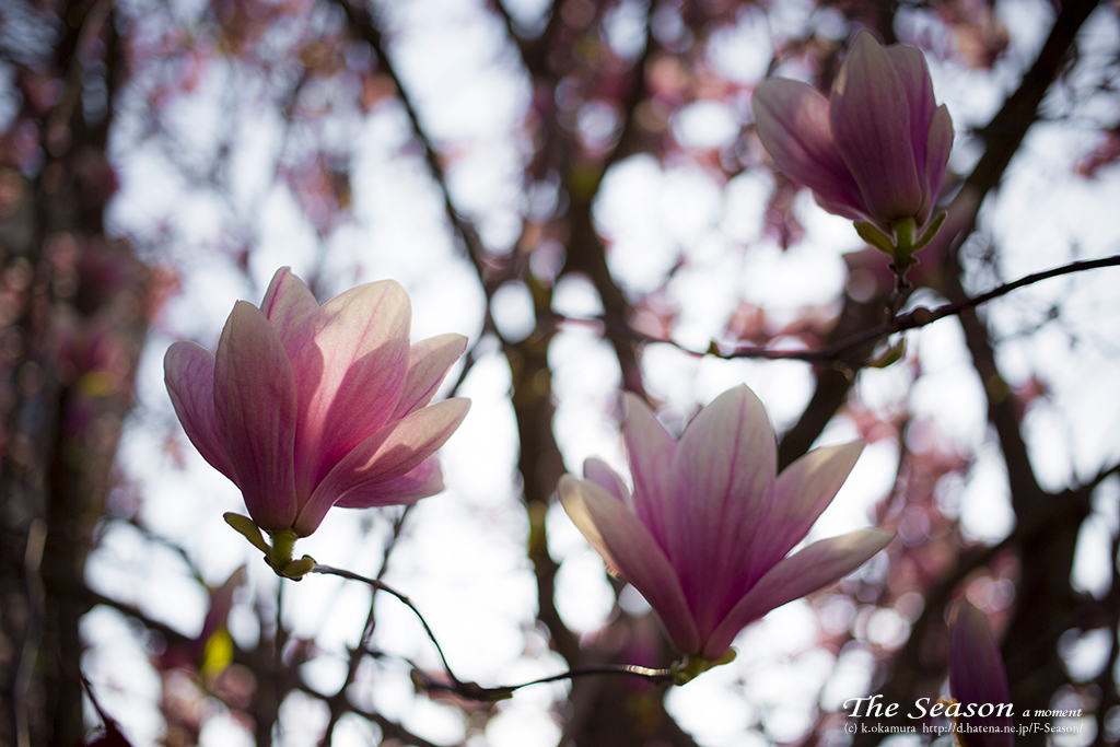 岡山市中区さくら住座の風景写真 - Magnolia liliiflora