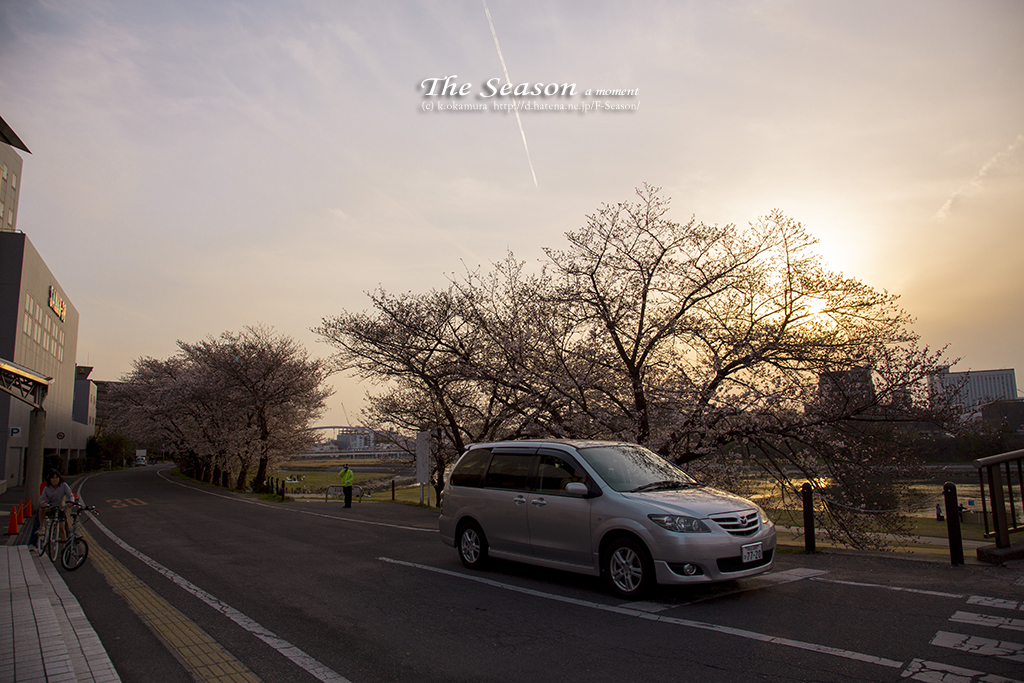 岡山市中区古京町の風景写真 - Twilight Cherry Blossoms