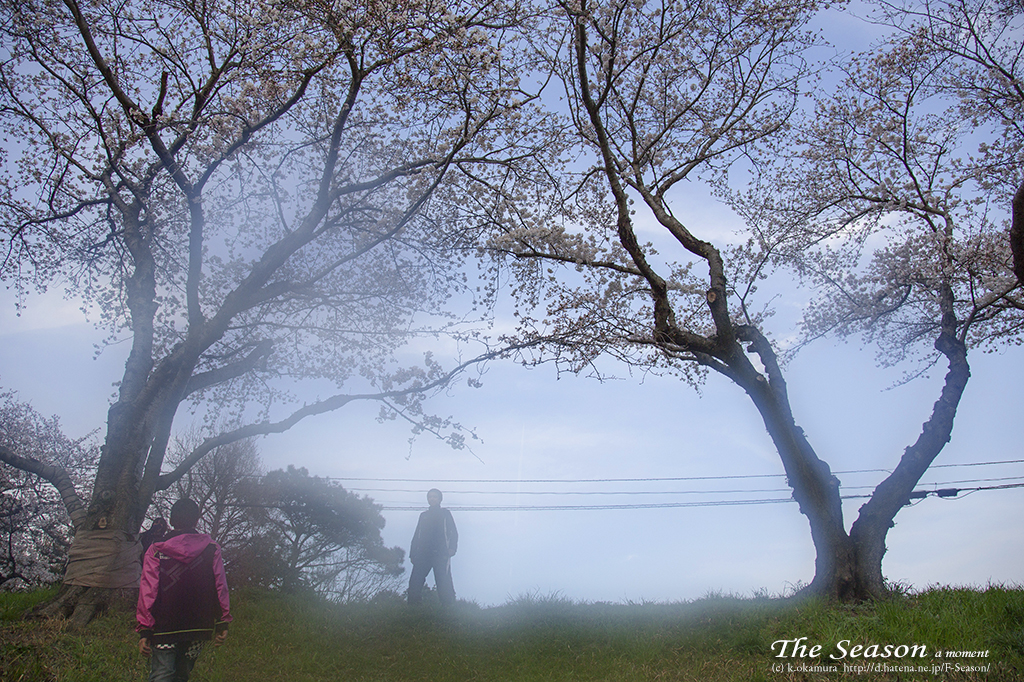 岡山市中区住吉町の風景写真 - Cherry blossoms of embankment