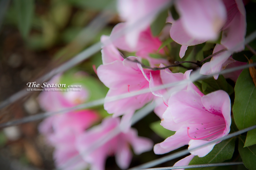 北区桑田町の風景写真 - Azalea