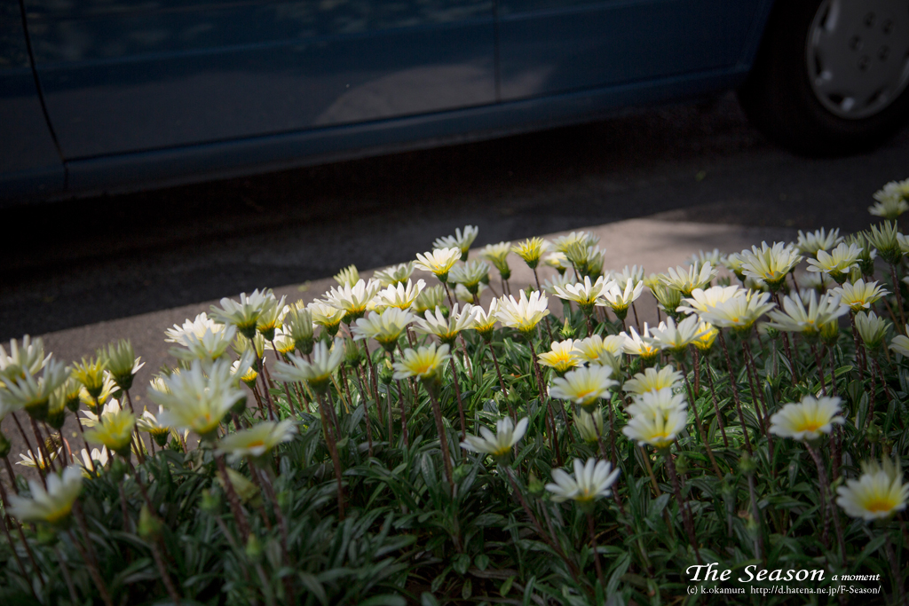岡山市北区駅前町の風景写真 - A wayside flower