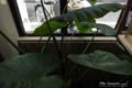 岡山市北区幸町の風景写真 - A foliage plant by the window