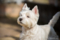 岡山市中区倉田の風景写真 - West Highland White Terrier