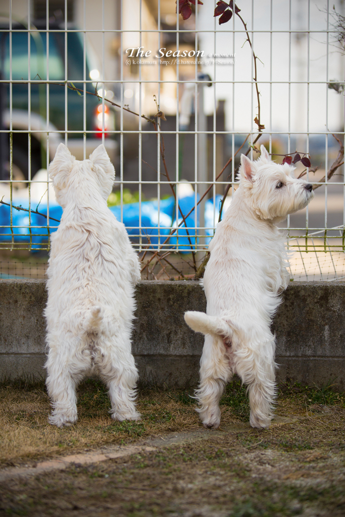 岡山市中区倉田の風景写真 - Waist Highland white terrier