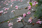 岡山市北区駅前町の風景写真 - The flower which fell