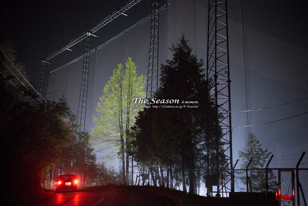 岡山市中区湊の風景写真 - The tree of night