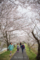 赤磐市立川の風景写真 - Row of cherry blossom trees