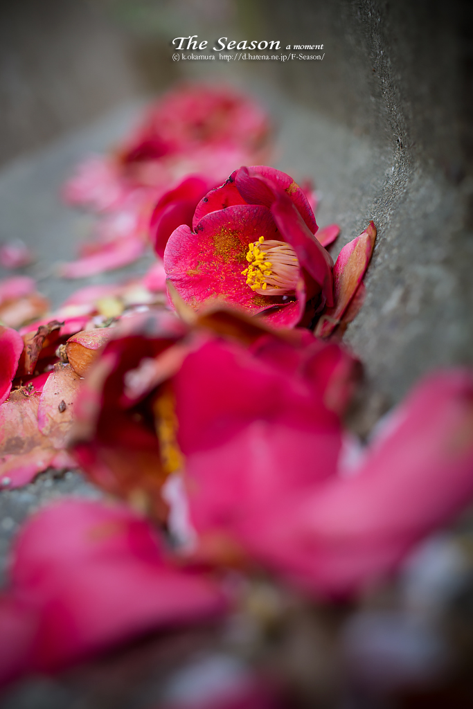 赤磐市中島の風景写真 - Camellia