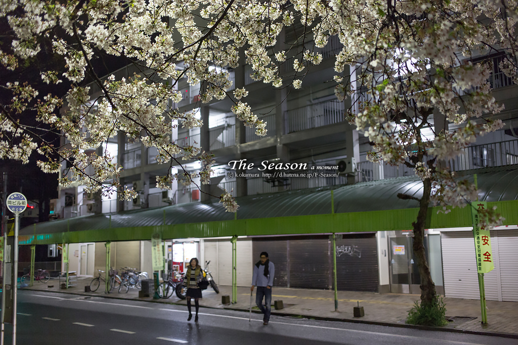 岡山市北区野田屋町の風景写真 - The cherry tree of night