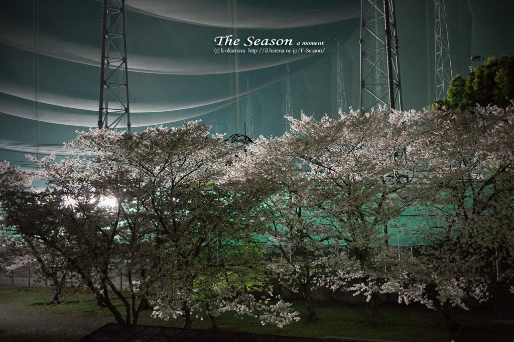 岡山市北区中井町の風景写真 - The cherry tree of golf driving range