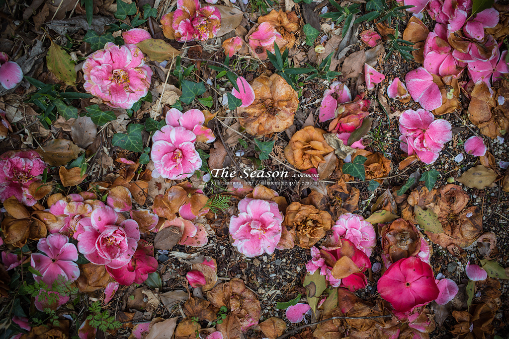 赤磐市中島の風景写真 - Camellia sasanqua